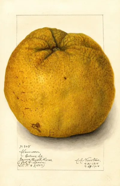 Citrus Grandis Alamoen 2
