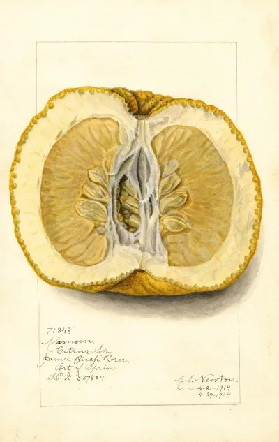 Citrus Grandis Alamoen 3