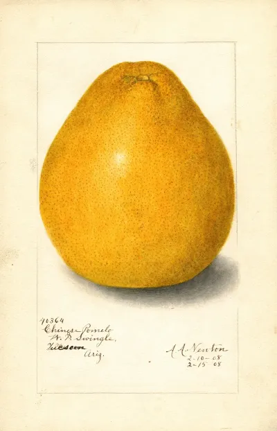 Citrus Grandis Chinese