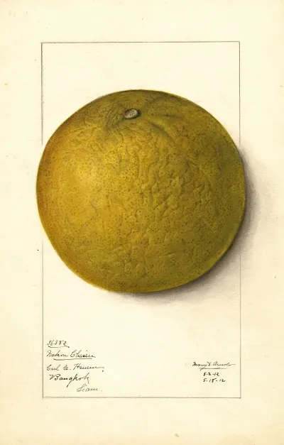 Citrus Grandis Mahon Chaisee