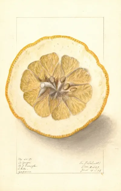 Citrus Grandis To Yuzu 2