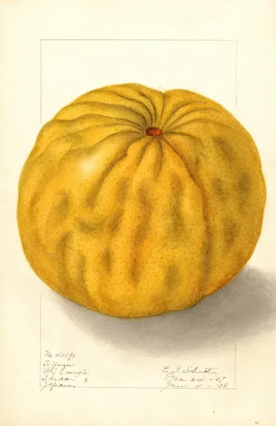 Citrus Grandis To Yuzu