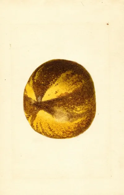 Citrus Grandis