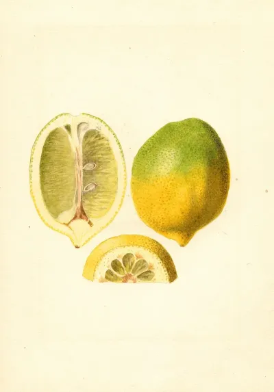 Citrus Limon 13