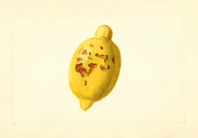 Citrus Limon 14