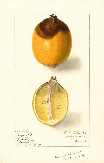 Citrus Limon 18