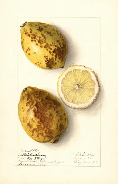Citrus Limon 22