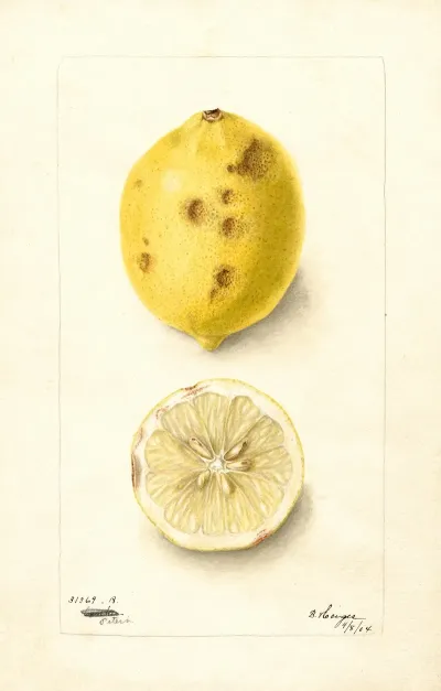 Citrus Limon 23