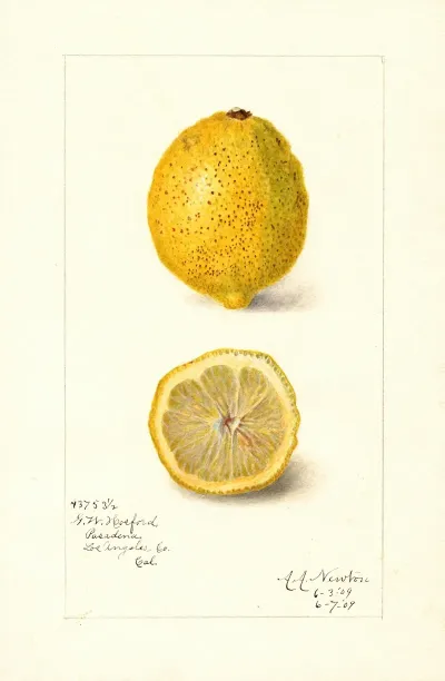 Citrus Limon 4