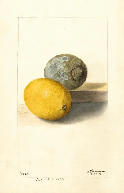 Citrus Limon 7