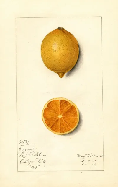 Citrus Limon Bizarrie