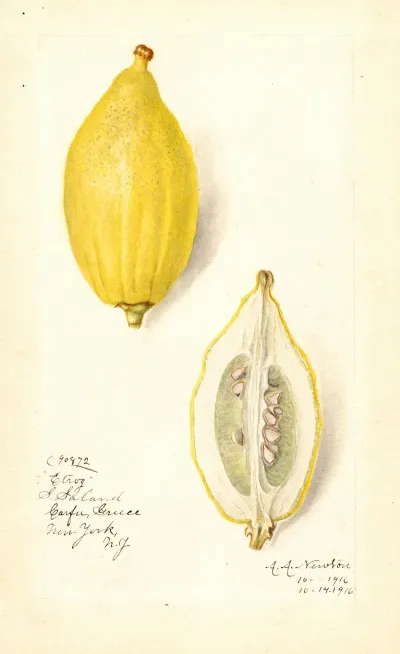 Citrus Limon Etrog