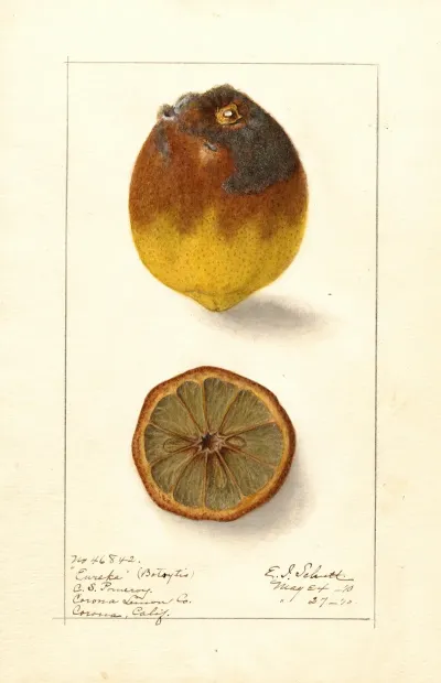 Citrus Limon Eureka 2