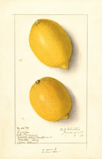 Citrus Limon Eureka 5