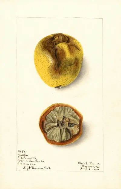Citrus Limon Eureka
