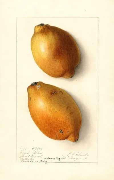 Citrus Limon Fresh Yellow 2