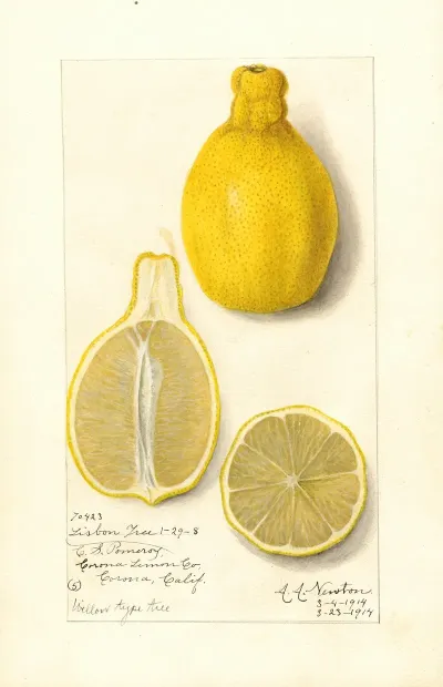 Citrus Limon Lisbon 2