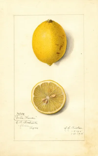 Citrus Limon Villa France