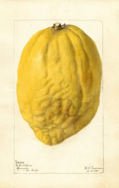 Citrus Medica 2