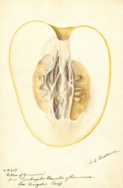 Citrus Medica Citron Of Commerce 2