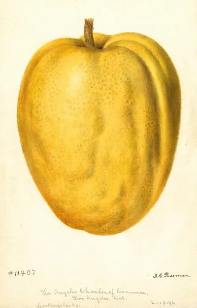 Citrus Medica Citron Of Commerce