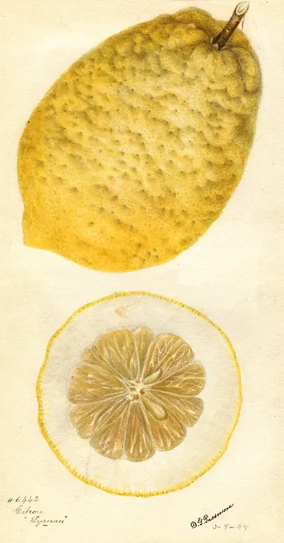 Citrus Medica Lyman