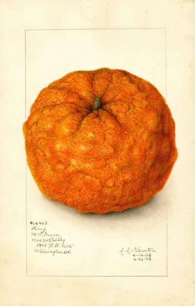 Citrus Nobilis King 3