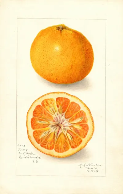 Citrus Nobilis King 6