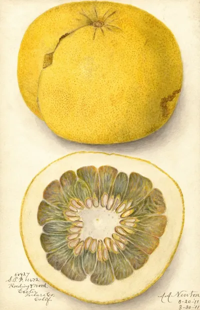 Citrus Paradisi 12