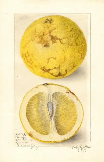 Citrus Paradisi 14