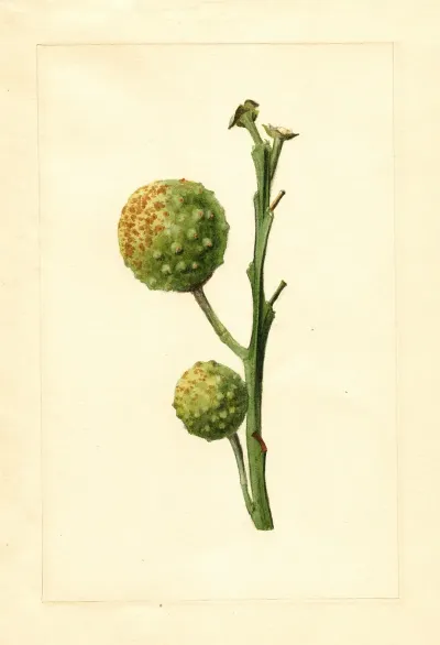 Citrus Paradisi 17