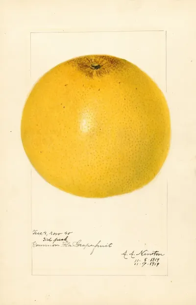 Citrus Paradisi 2