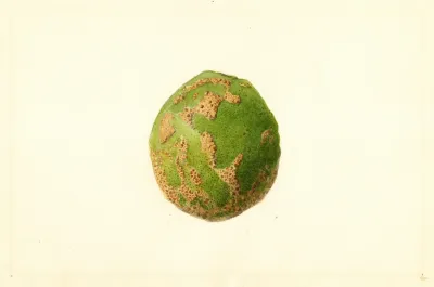 Citrus Paradisi 3