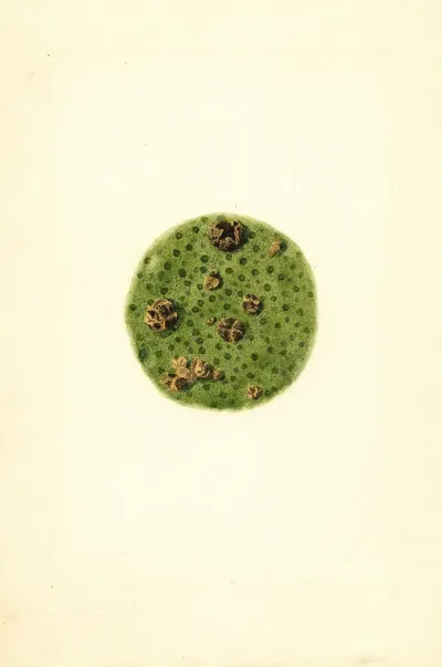 Citrus Paradisi 5