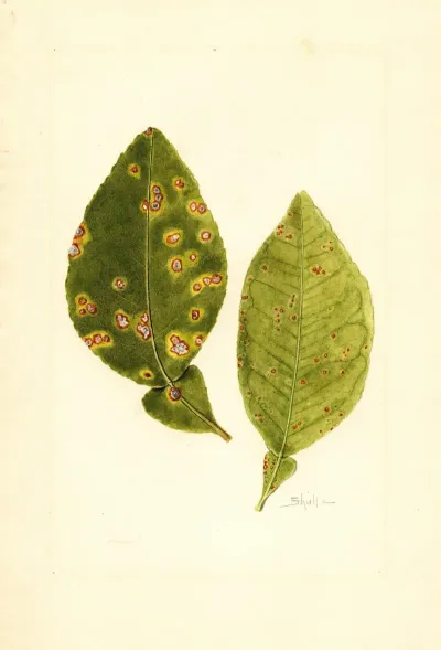 Citrus Paradisi 6