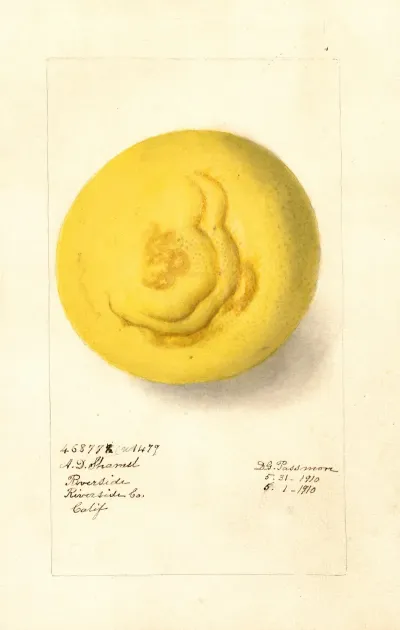 Citrus Paradisi 8
