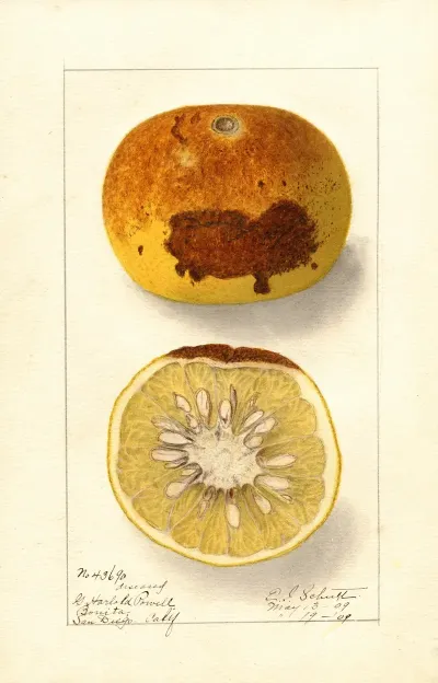 Citrus Paradisi 9