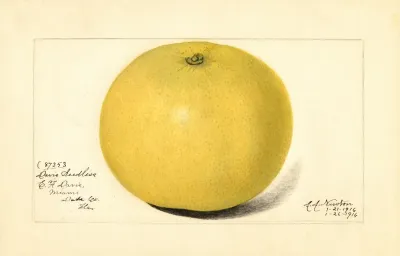 Citrus Paradisi Davis Seedless