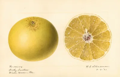 Citrus Paradisi Dorthy Seedless