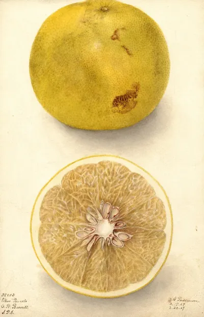 Citrus Paradisi Ellen