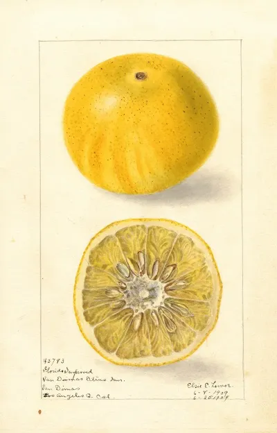 Citrus Paradisi Florida Improved