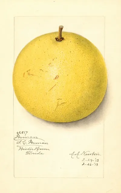 Citrus Paradisi Inman