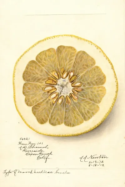 Citrus Paradisi Marsh Seedless
