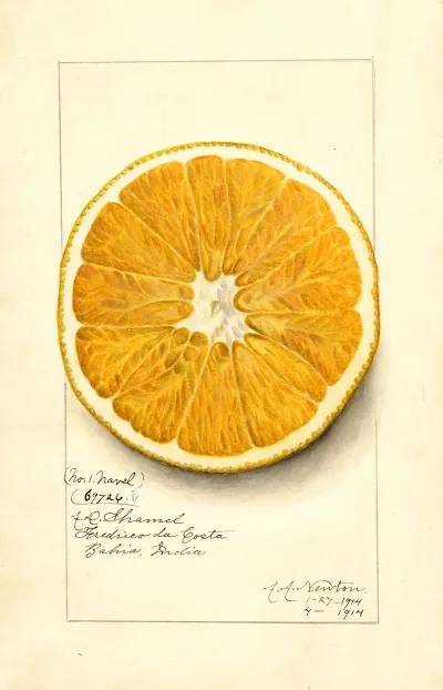 Citrus Paradisi Navel
