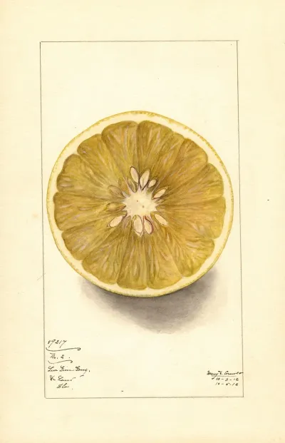 Citrus Paradisi No