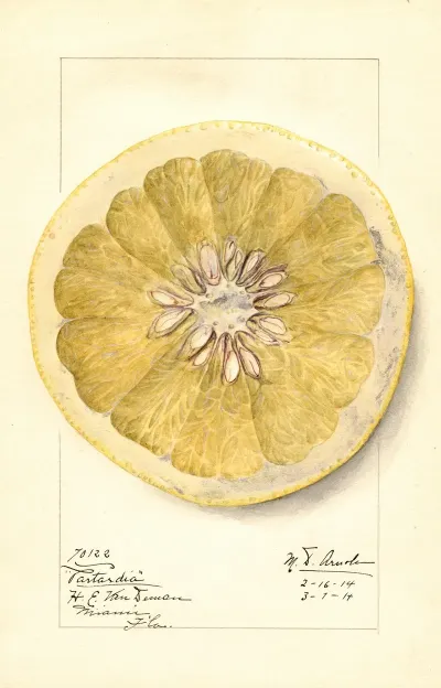 Citrus Paradisi Patardia