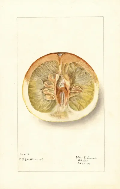 Citrus Paradisi Pomelo 2