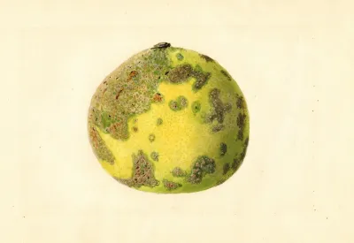 Citrus Paradisi Pomelo 3