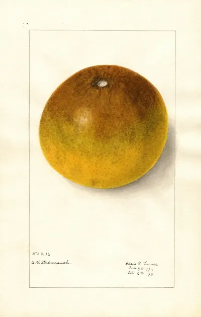 Citrus Paradisi Pomelo