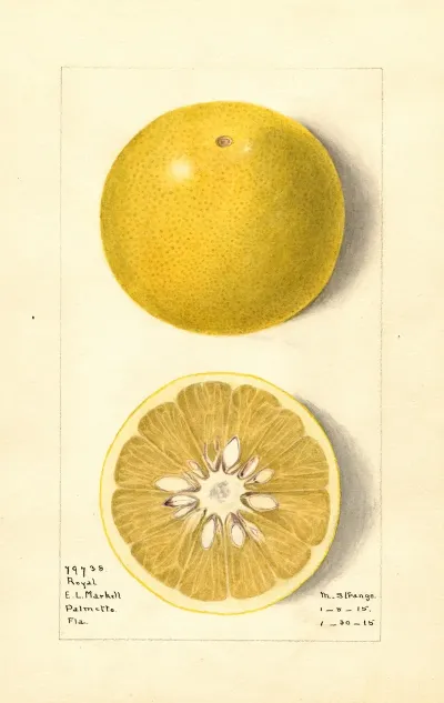 Citrus Paradisi Royal